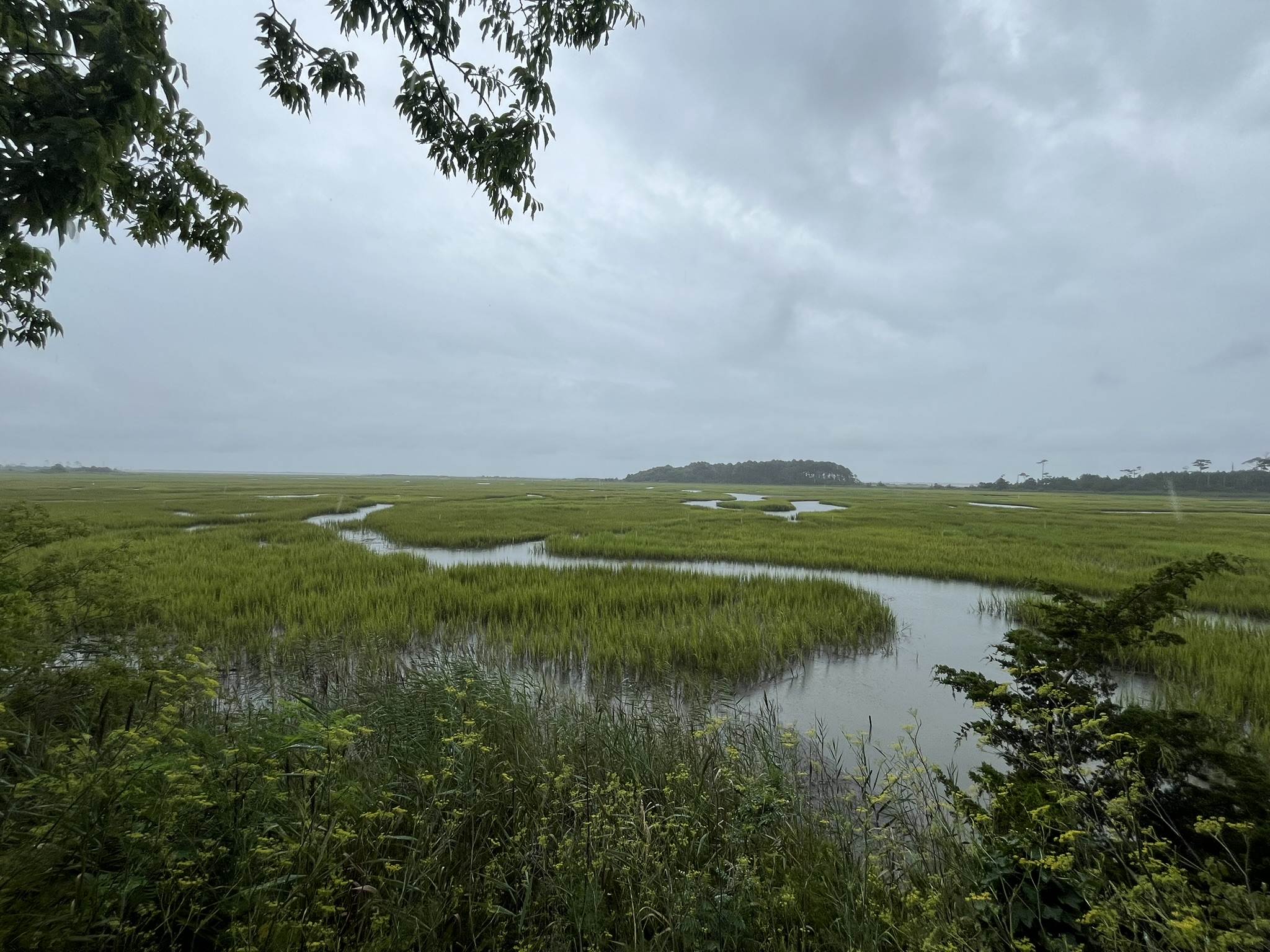 First Time Visit to Eastern Shore of Virginia National Wildlife Refuge