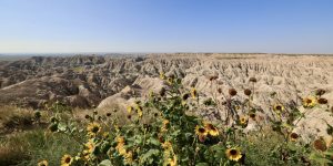 Wild sunflowers blooming at a Badlands overlook with eroded buttes stretching to the horizon