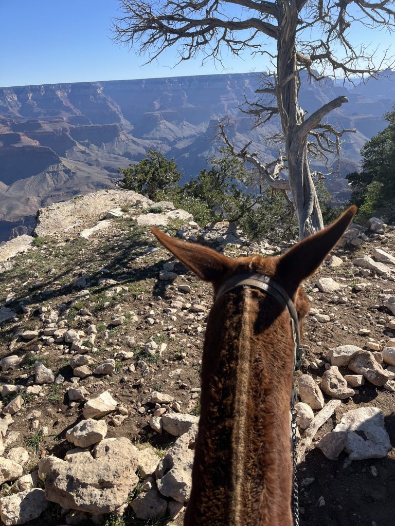 grand canyon mule ride canyon view from trail mule ear