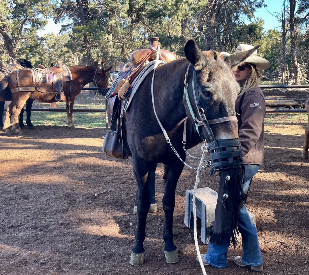 Rider meeting Delilah the mule at Grand Canyon corral before the rim ride 