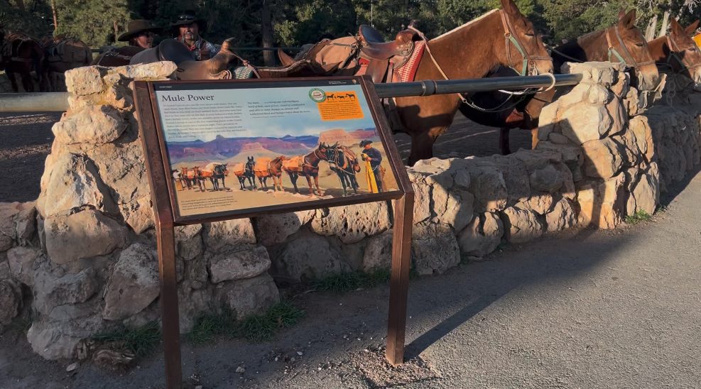  Mule Power interpretive sign at Grand Canyon South Rim corral with mules and wrangler in background