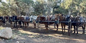 tring of saddled mules lined up at the Grand Canyon South Rim corral