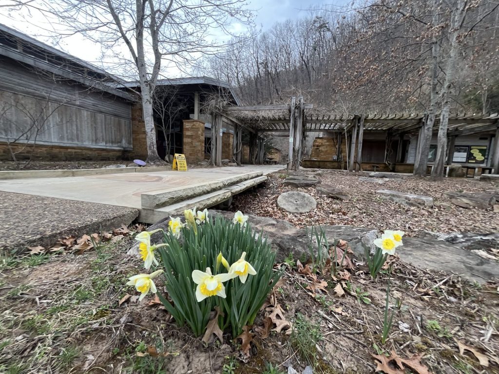 Yellow daffodils blooming outside Sandstone Visitor Center at New River Gorge in early spring